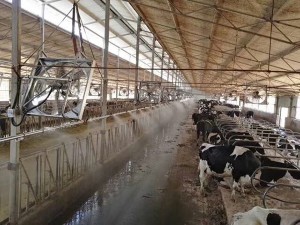 牛舍在线看片福利案例